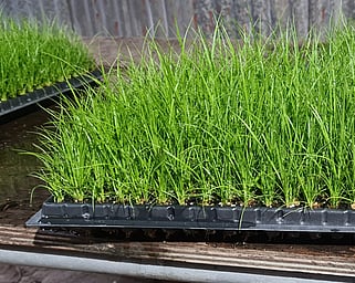 Ellebag Native plants