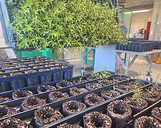 NZ Native plants, Ellebag