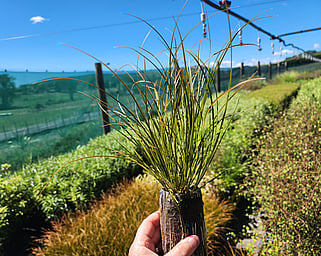 Ellebag Native Plant