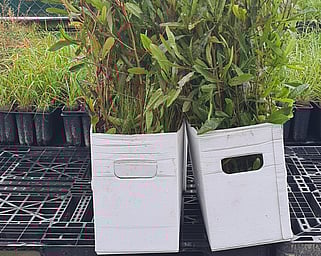 Sustainable packaging Native plants