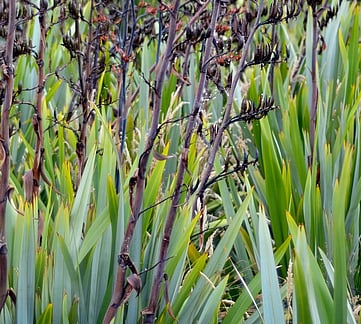 Native Flax WaiNot Native Nursery