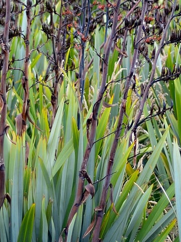 Native Flax WaiNot Native Nursery