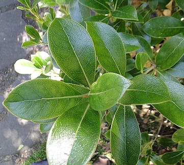 New Zealand Native plants