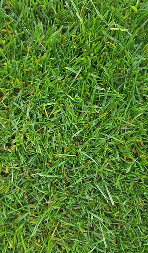 Ryegrass