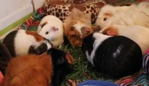 Herd of 7 spayed females and 1 neutered male