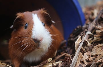 Donate directly to the rescues account at one of the vet clinics we use - Please contact us directly using our contact form and we will send you info of which vet clinics we use - with who generally does what care. We will let you know how to donate money directly onto the rescues account at the clinic you decide on.