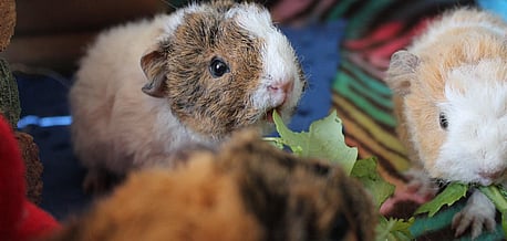 Thank you for offering to volunteer your time to help us care for the Guineas while they wait for their new homes.