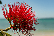 Fear Paralysis Reflex