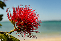 Root and Suck Reflex