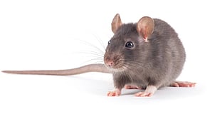 Rodent Control - By their very nature, rats and mice are elusive, shy, and fast-moving but they also possess another quality which can be used to assist in removal - a natural curiosity. It is still not easy to rid your property of rats and mice and this is where Dan's Property Services comes in. Our highly trained technicians, will make a thorough inspection of your property and tailor a rodent control solution to your every need, ensuring a quick and full answer to your problems.