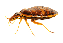 Bed Bug Control - Bed bugs are very difficult to get rid of once an area has been infested. They are nocturnal feeders rarely seen during the day and their flat bodies make it easy for them to hide in cracks and crevices in mattresses, linens, behind baseboards and inside furniture. Dan's Property Services offers approved bed bug control services. We begin by scheduling a thorough and detailed inspection of your property to ascertain the extent of the infestation. Armed with this information, our pest control team will customise a program to your specific needs, treating not only the infested rooms and furniture, but surrounding areas as well.