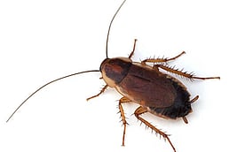 Cockroach Control - Most people understand just how difficult cockroaches can be to get rid of; in fact, their toughness is the stuff of urban legend. This naturally nocturnal pest has a keen ability to quickly adapt to almost any surrounding. Dan's Property Services highly trained pest professionals excel at knowing just where cockroach hiding places are located, and which cockroach treatment solutions will be the most effective. We will customize a cockroach control solution to rid you of these tough, disease carrying pests.