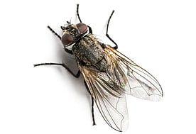 Fly Control - Controlling flies in and around your property can be a difficult task and unless all traces of their food source and breeding areas are removed, they can very quickly re-infest. Calling Dan's Property Services is your best bet for a quick, efficient and safe resolution to your fly problem.
