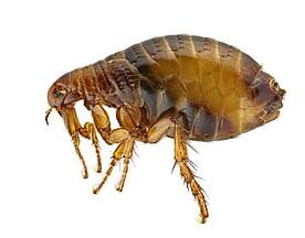 Flea Control - Fleas can be a very difficult pest to get rid of as they can be brought in to your property from outside sources, even though you may not have a pet. Should you find a flea infestation, calling Dan's Property Services is your best bet for a quick, efficient and safe resolution to your flea problem.