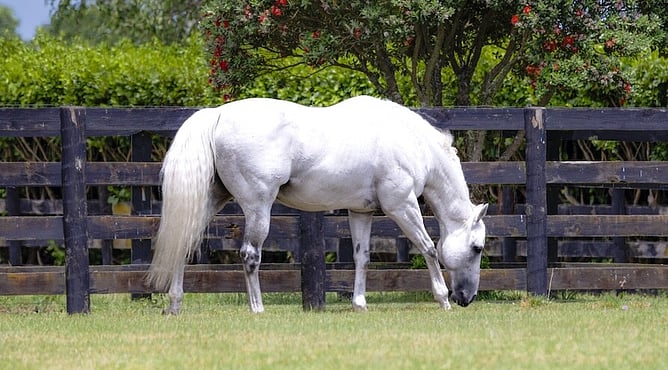 Reliable Man left a significant mark with his progeny on the track in Australia and New Zealand. -  (Photo: Getty Images)
