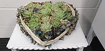 Succulent heart
