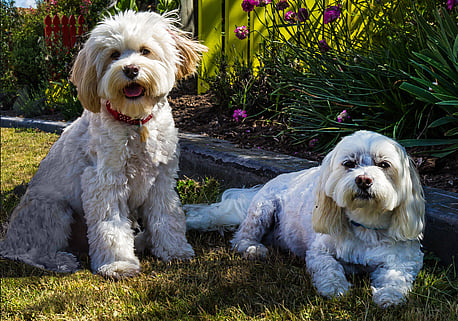 Julie's Babies - Cody and Rocky