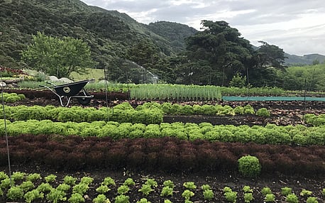 Market Gardening Online Course - Learn what you need to know to have the best possible start to your market garden. NEW SALE PRICE! Now only $199