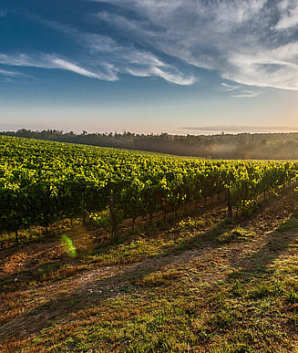 Wanaka Highlights - Half Day Tour12:30pm - 4:30pm$269 per personWanaka Pickup3 wineries in WanakaIncluded - All tastings and a mid afternoon platter