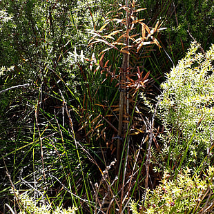 NATIVE BUSH RESTORATION
