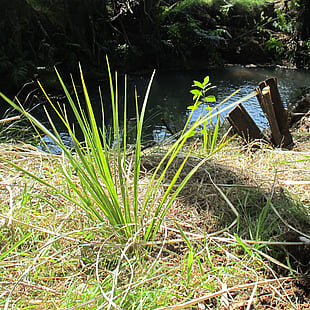 RIVERBANK RESTORATION