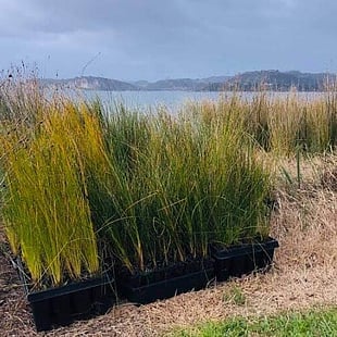SAND DUNE RESTORATION