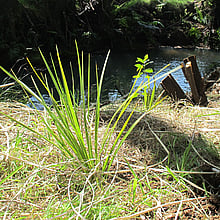 RIVERBANK RESTORATION - LEARN MORE