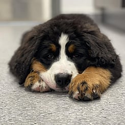 Brown puppy playing with toys. Image of cute puppy to showcase Critter Care's puppy visit services. Waikato, New Zealand.