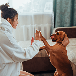  Image of woman playing with dog to showcase Critter Care's pet home boarding services. Waikato, New Zealand.