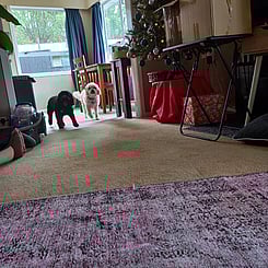 Black dog & white dog playing together inside. Image of two dogs at in-house doggy daycare to showcase Critter Care's dog in-home daycare services. Waikato, New Zealand.