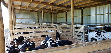 Calf shed internal