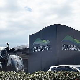 vet clinic morrinsville