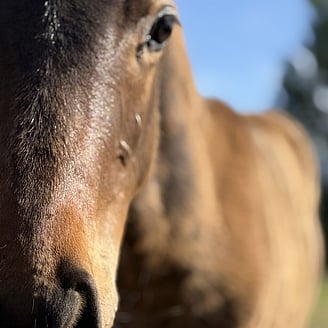 The young foal is now right up at the camera full of curiosity and is drawn right up to the camera and me, holding the camera!