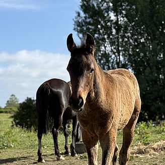 The foal is coming towards the camera with her ears pointing forward and sweet, friendly look on her face