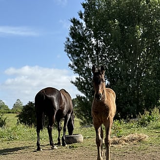 A young foal is walking away from her mother towards the camera with curiosity