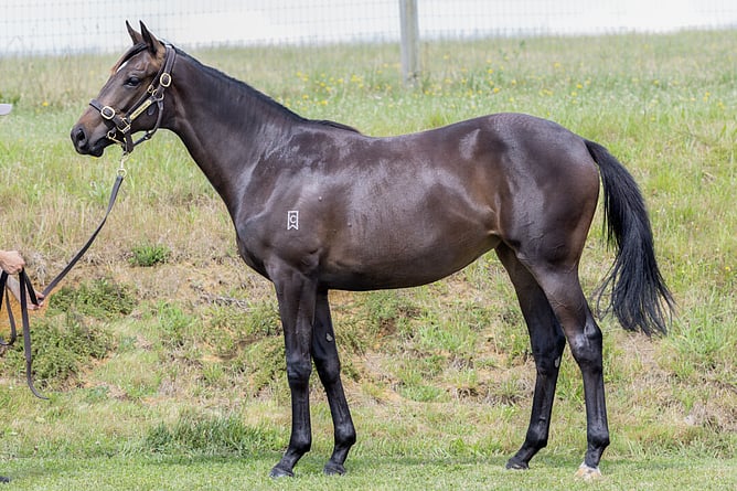 Kazura (Embellish x Paulette)