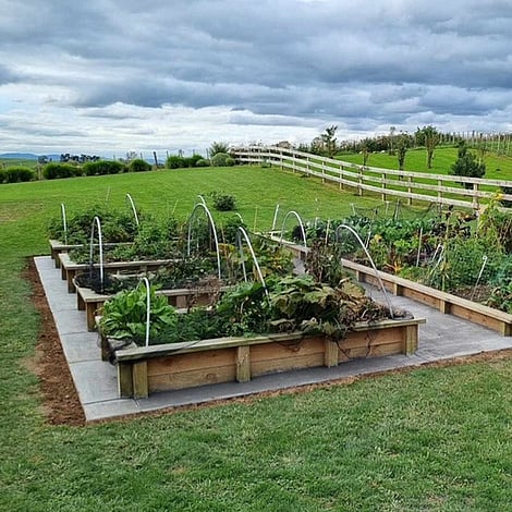 Image of new vegetable garden beds with abundance of vegetables growing in them. Built by Ardent Maintain, a division of Ardent Building Developments. Hamilton, Waikato, New Zealand.