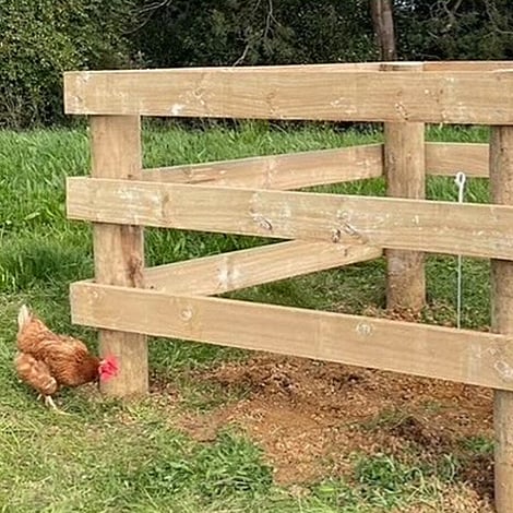 Image of timber tree surrounding with hen standing by. Built by Ardent Maintain, a division of Ardent Building Developments. Hamilton, Waikato, New Zealand.