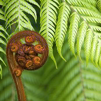 Fern Frond