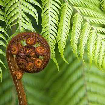 Fern Frond