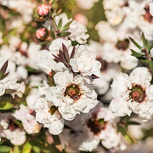 Manuka Flowers