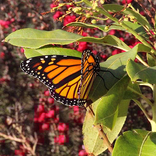 Monarch butterfly