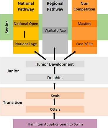 Hamilton Aquatics - Squad Flow Chart