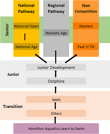 Hamilton Aquatics - Squad Flow Chart