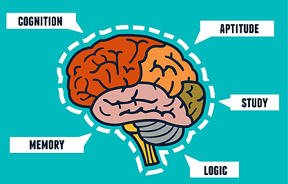 Brain diagram 