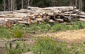 Old man Pine and Pine Hot Mix. - A 50/50 mix of Pine and Old Man Pine. Use the Pine to get the Fire started then add the Old Man Pine for a longer hotter burn. $150 per m3 based on a load of 4m3 or more.