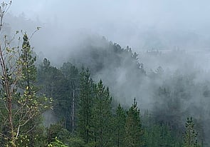 We are always Looking to purchase Wood or Trees. - If you have trees you need removed please contact us. If you have had trees fall over and would like them processed into Firewood for yourself. We can do that for you also.