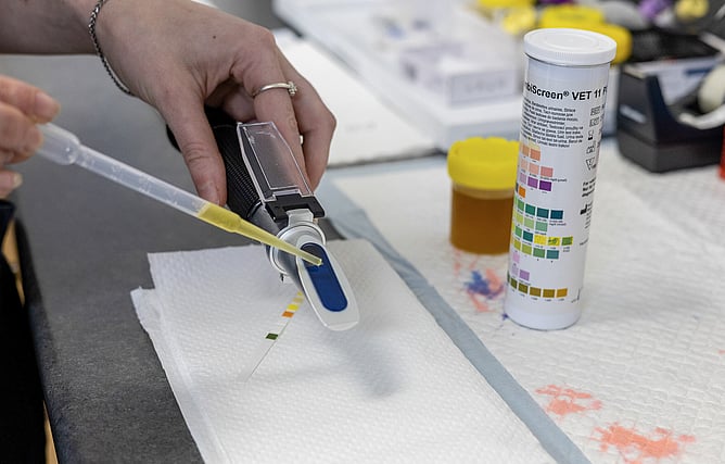 With specialised tools like refractometers, urinalysis helps reveal important clues about your pet's overall health.