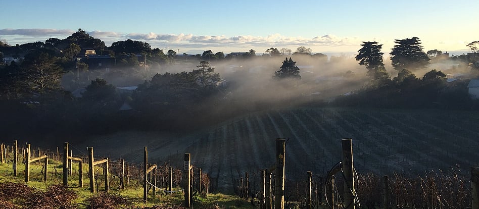 MIRO VINEYARD - Dive into our vineyards + wine