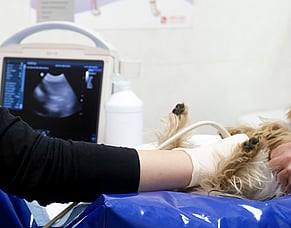 Seeing more with ultrasound